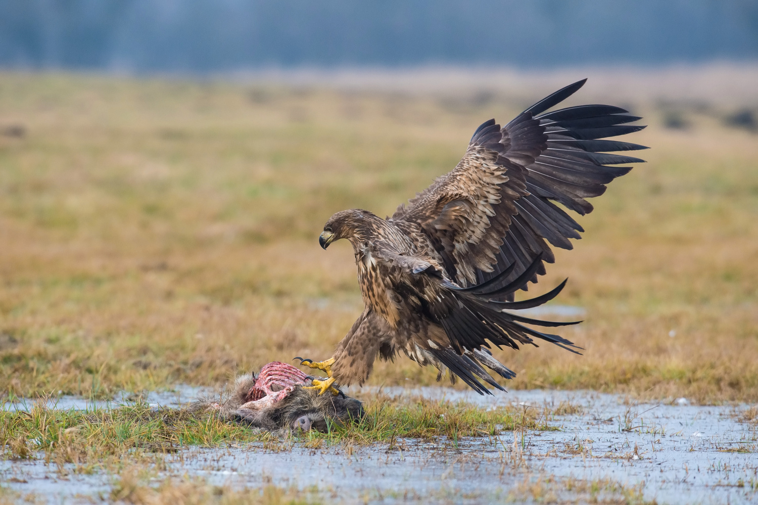 orel mořský (Haliaeetus albicilla) White-tailed eagle