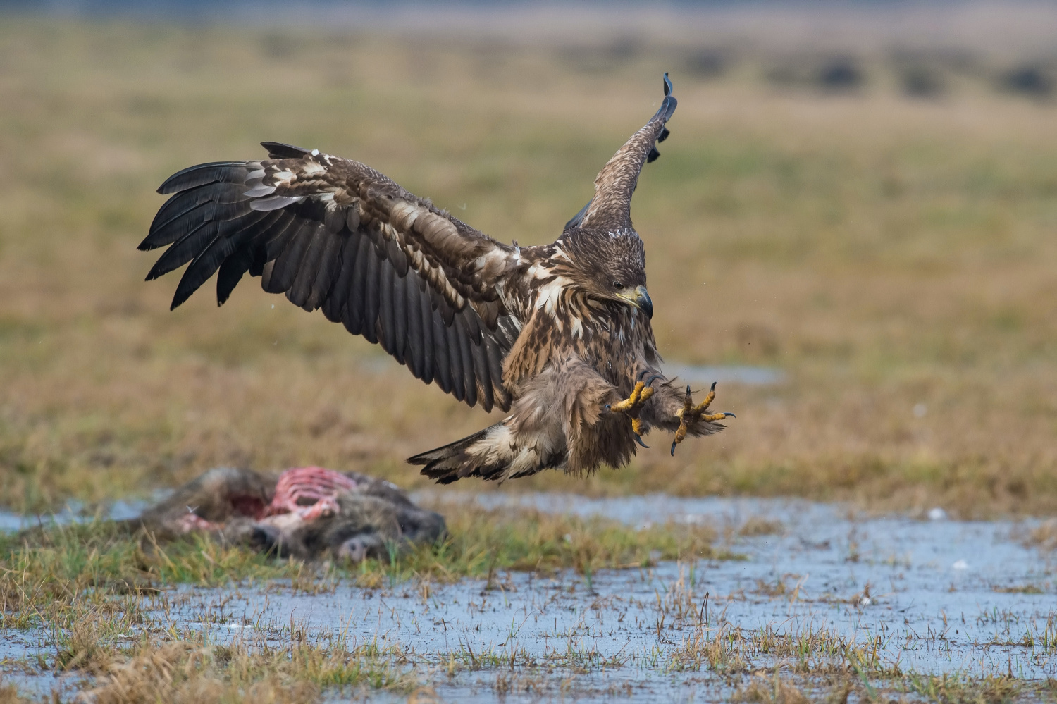 orel mořský (Haliaeetus albicilla) White-tailed eagle