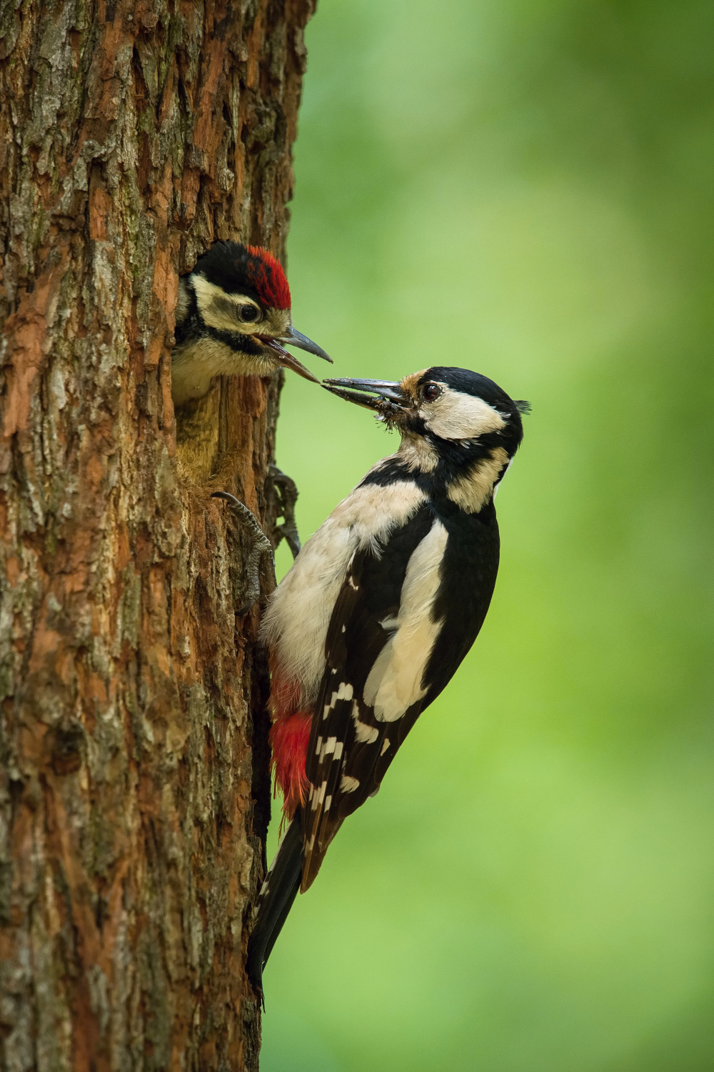 strakapoud velký (Dendrocopos major) Great spotted woodpecker