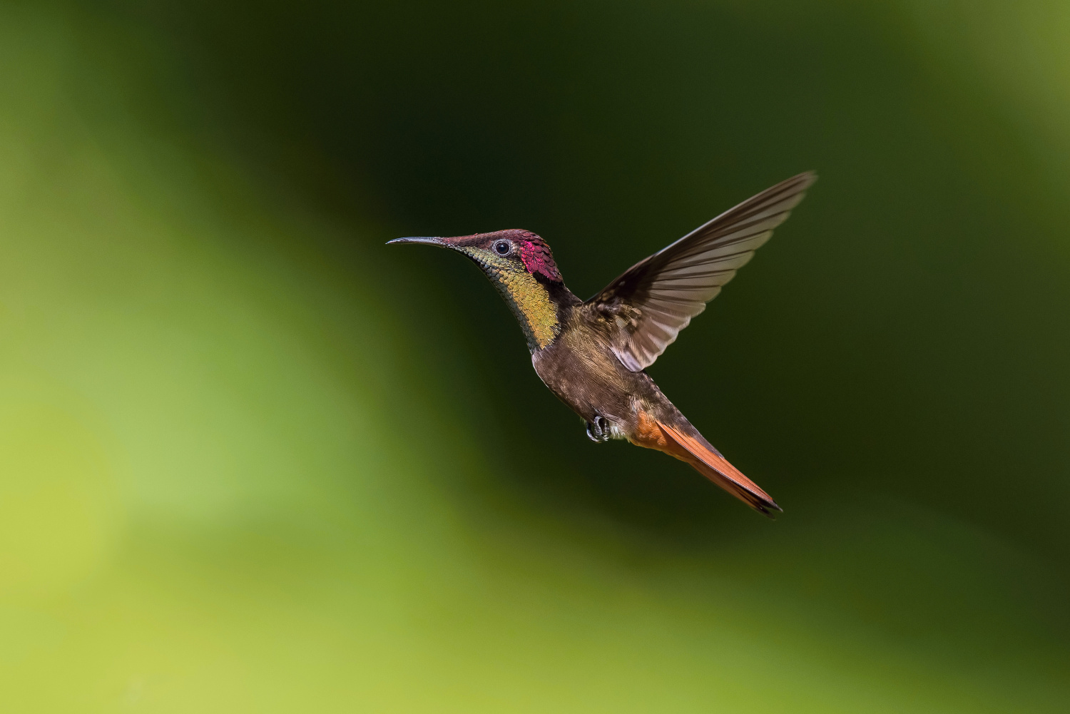 kolibřík žlutohrdlý (Chrysolampis mosquitus) Ruby-topaz hummingbird