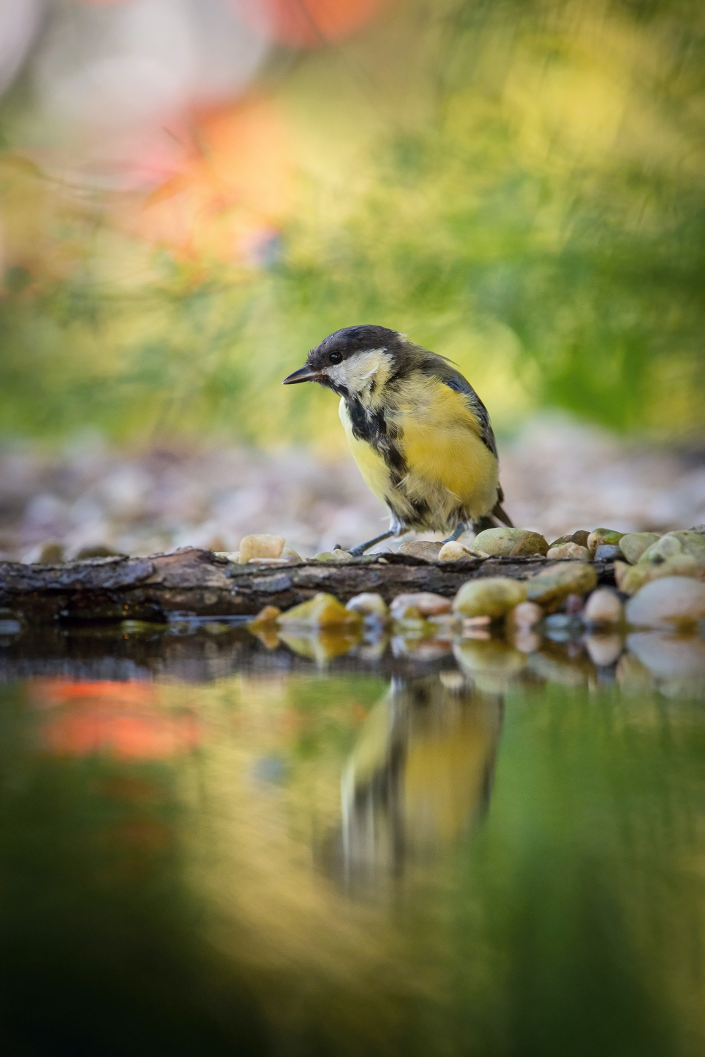 sýkora koňadra (Parus major) Great tit