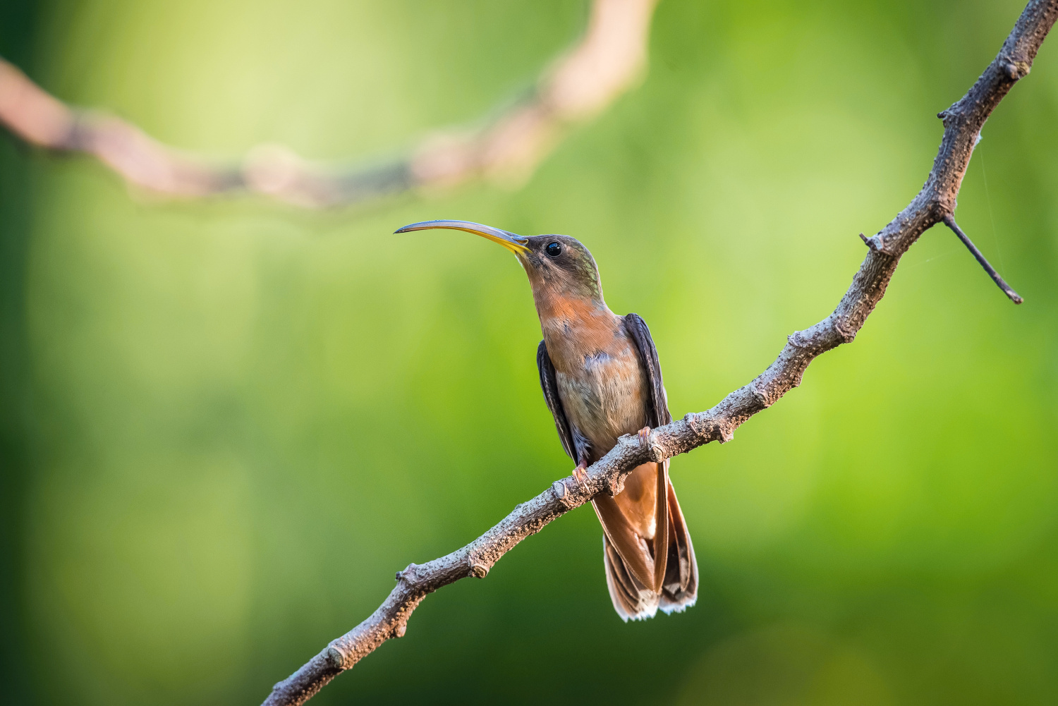 kolibřík ryšavoocasý (Glaucis hirsutus) Rufous-breasted hermit