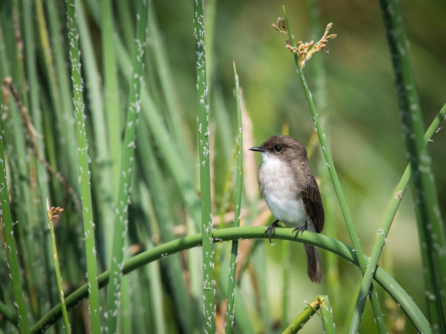 lejsek bažinný (Muscicapa aquatica) Swamp flycatcher