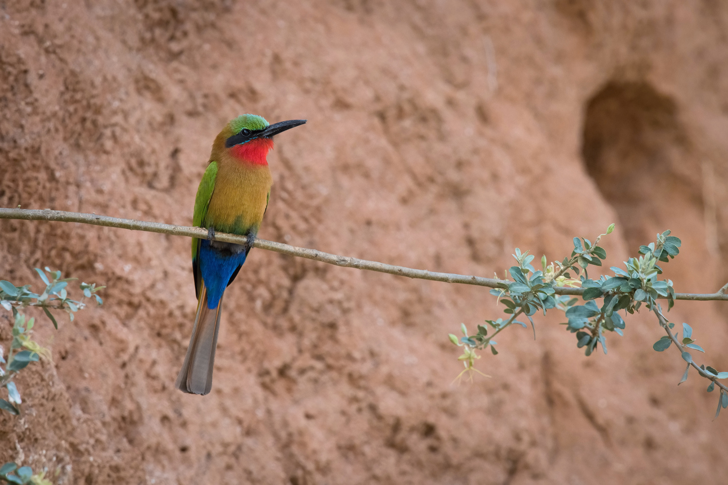 vlha zelenočelá (Merops bulocki) Red-throated bee-eater