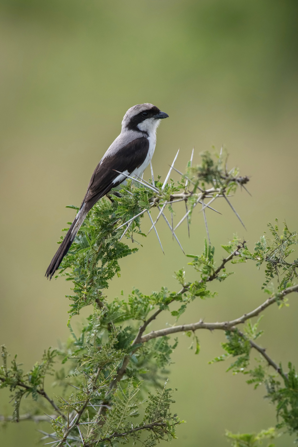 ťuhýk šedohřbetý (lanius excubitoroides) Grey-backed fiscal