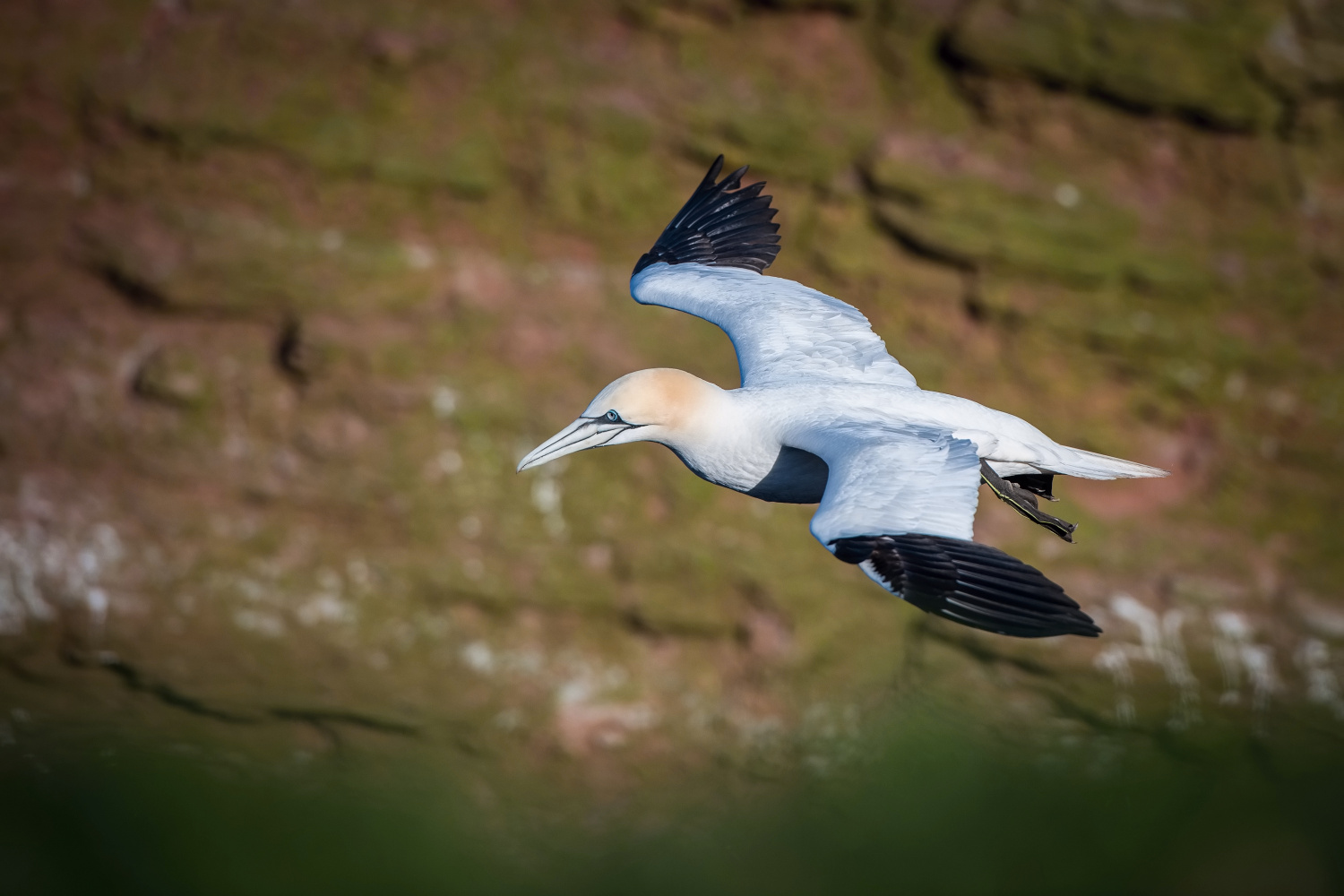 terej bílý (Morus bassanus) Northern gannet