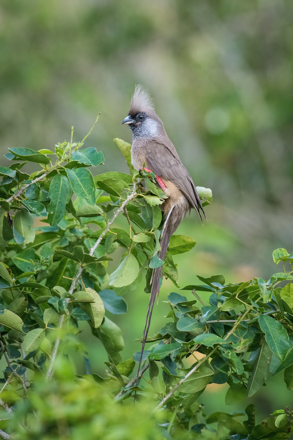 myšák hnědokřídlý (Colius striatus) Speckled mousebird