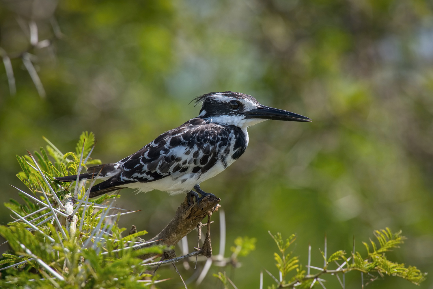 rybařík jižní (ceryle rudis) Pied kingfisher