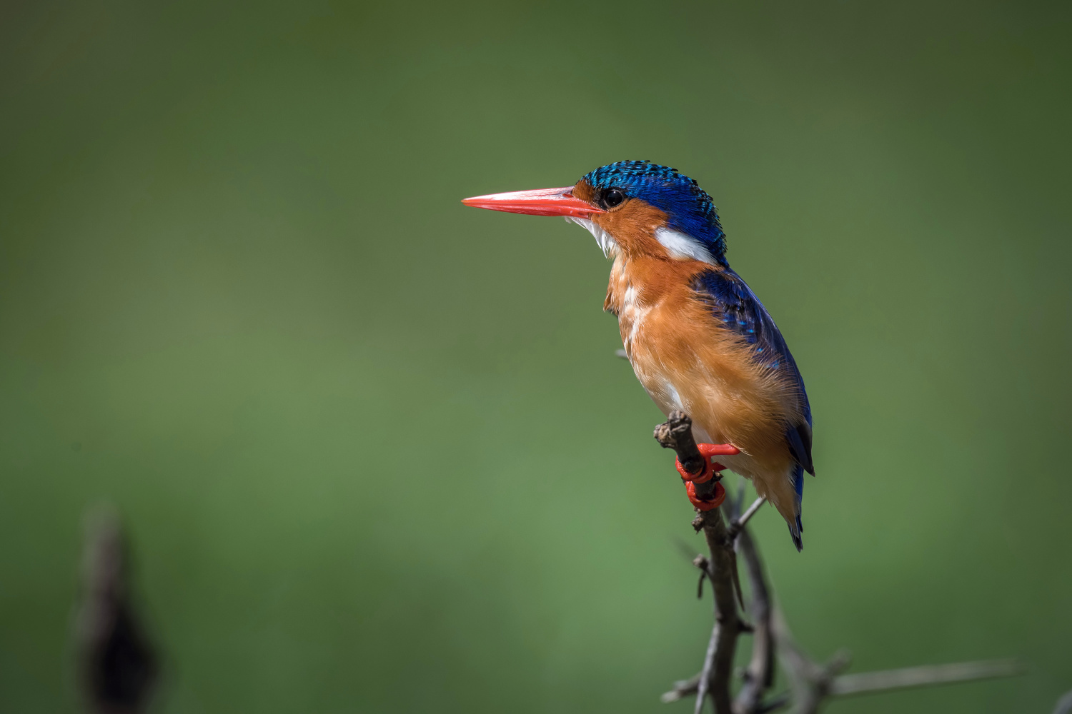 ledňáček malachitový (alcedo cristata) Malachite kingfisher