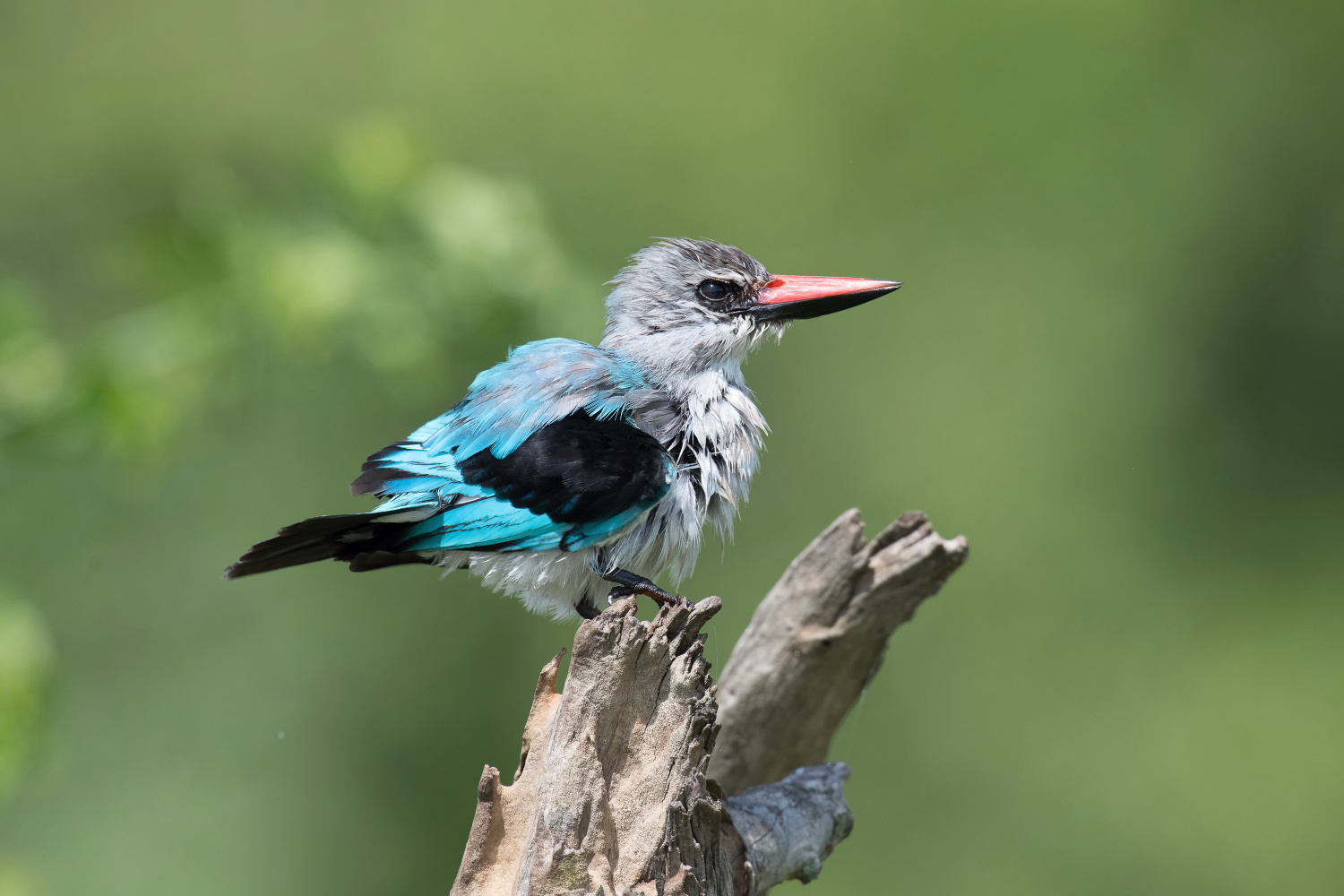 ledňáček senegalský (halcyon senegalensis) Woodland kingfisher