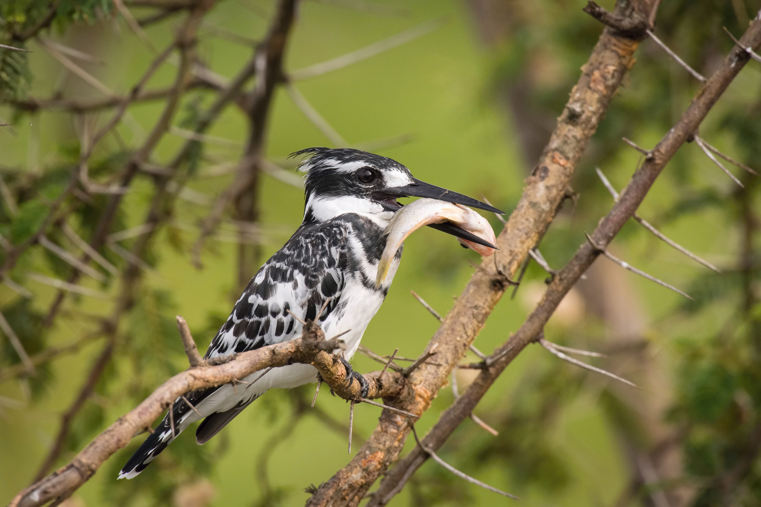 rybařík jižní (ceryle rudis) Pied kingfisher