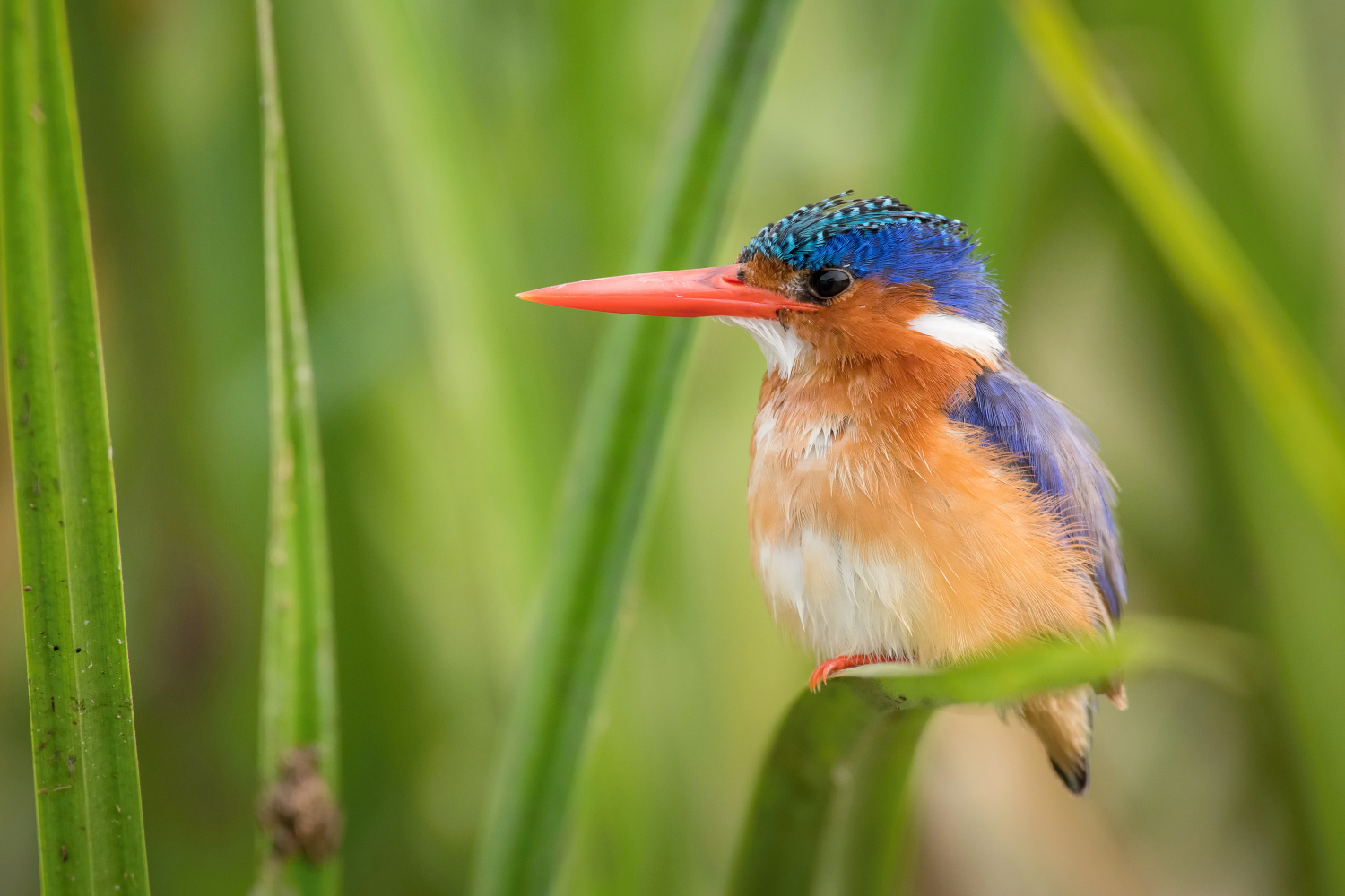 ledňáček malachitový (alcedo cristata) Malachite kingfisher