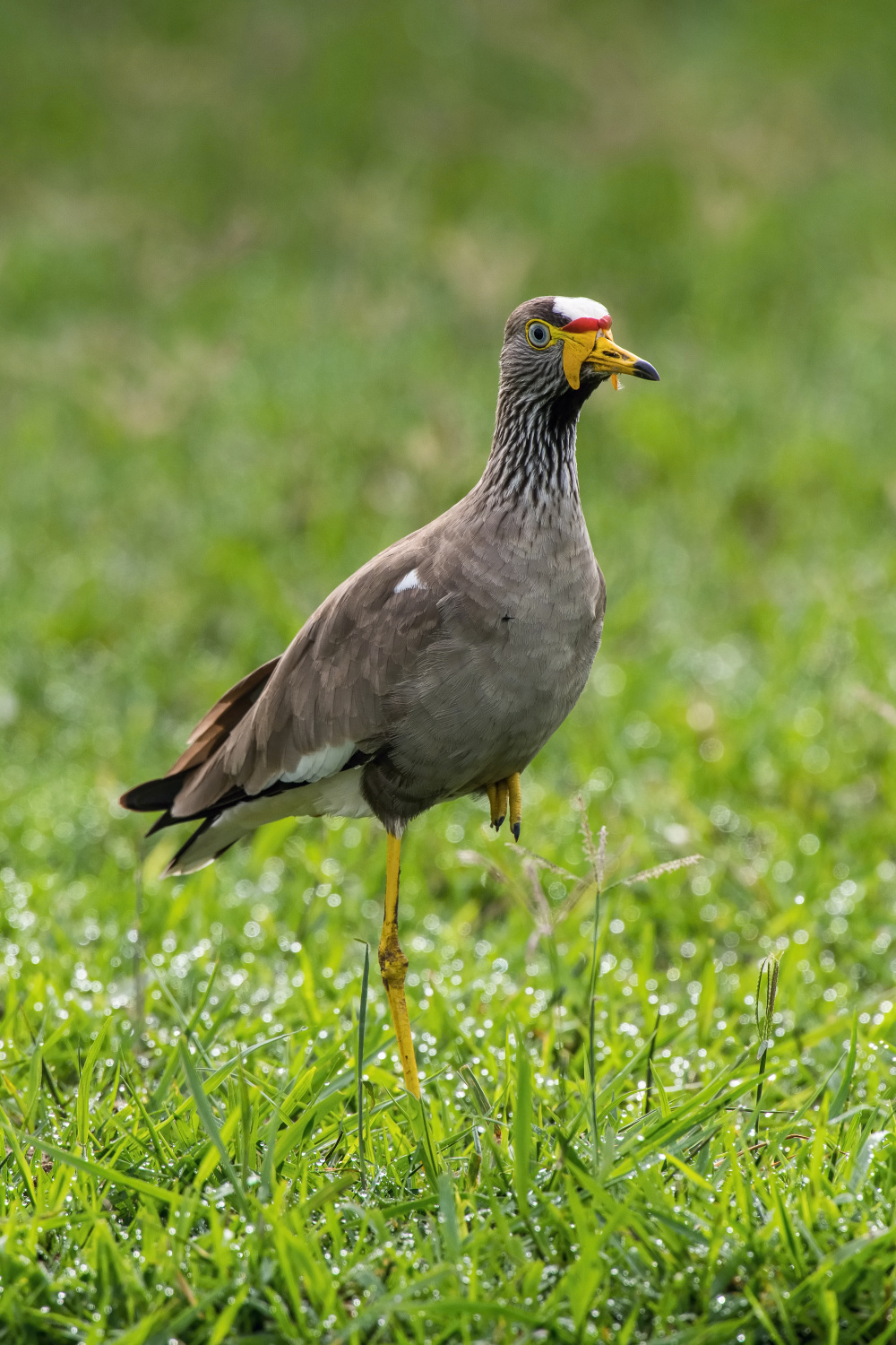 čejka hnědá (Vanellus senegallus) African wattled lapwing