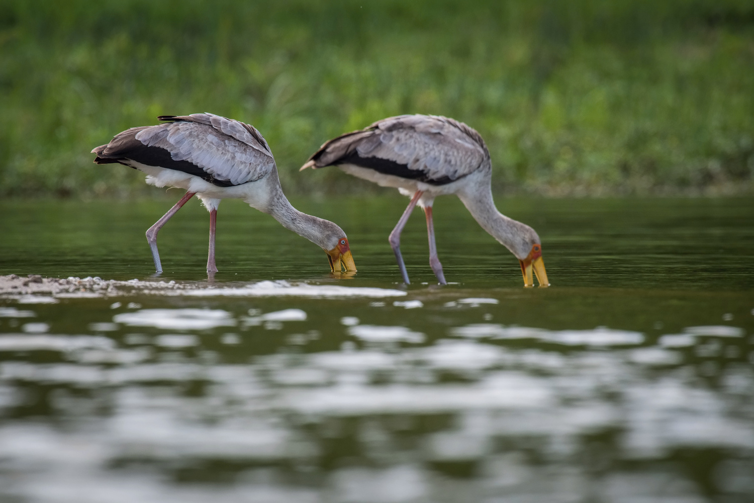 nesyt africký (Mycteria ibis) Yellow-billed stork