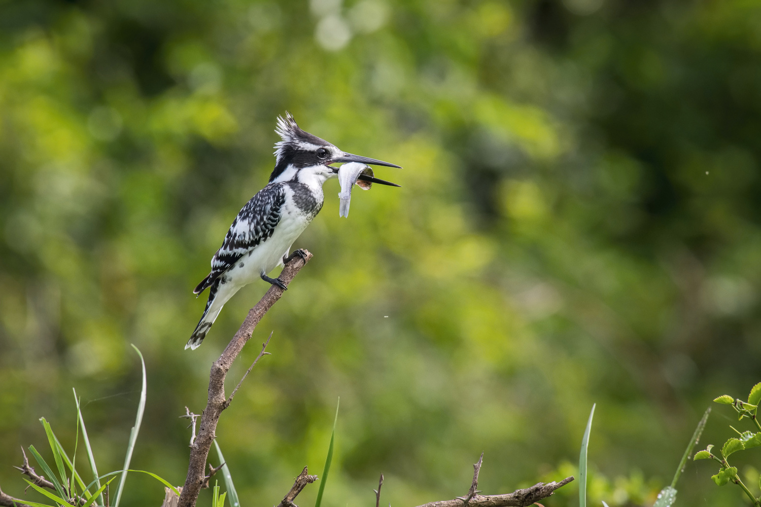 rybařík jižní (ceryle rudis) Pied kingfisher