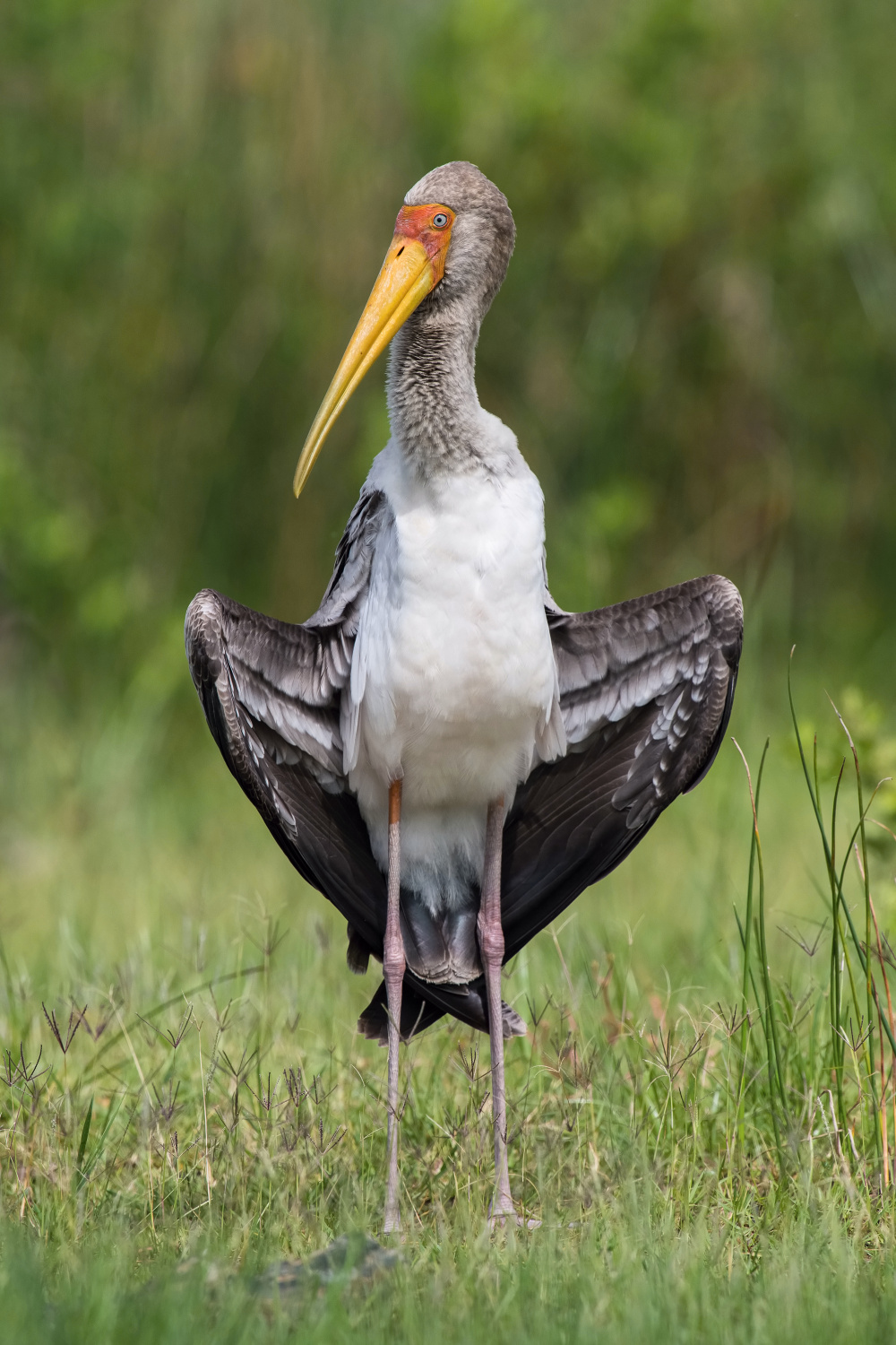 nesyt africký (Mycteria ibis) Yellow-billed stork