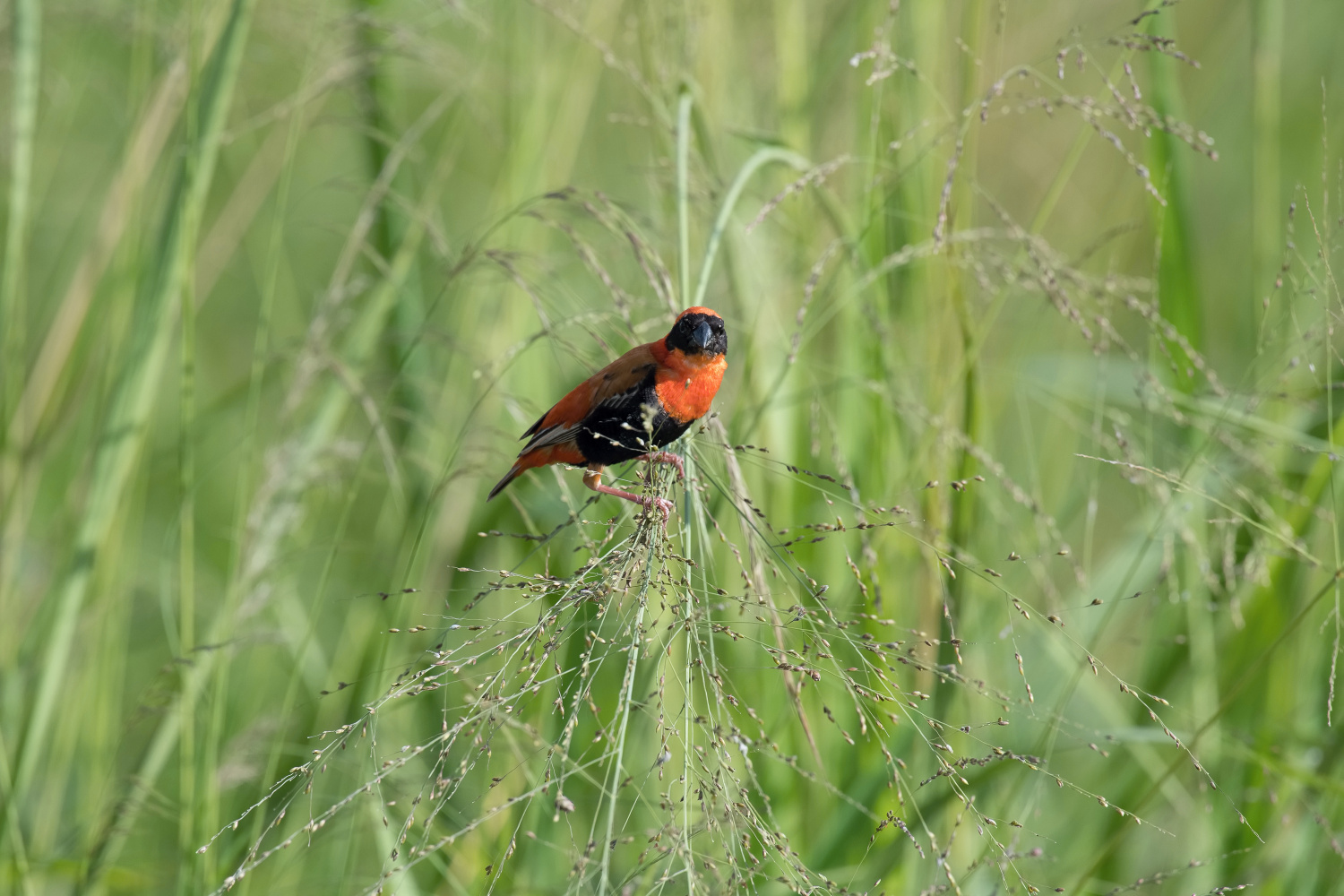 přádelník červený (Euplectes orix) Southern red bishop