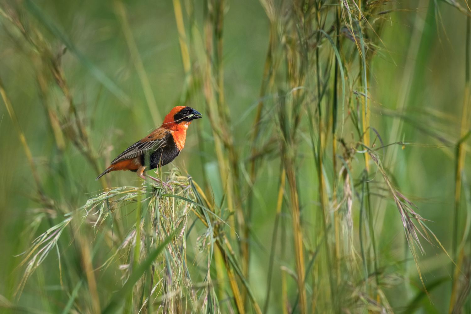 přádelník červený (Euplectes orix) Southern red bishop