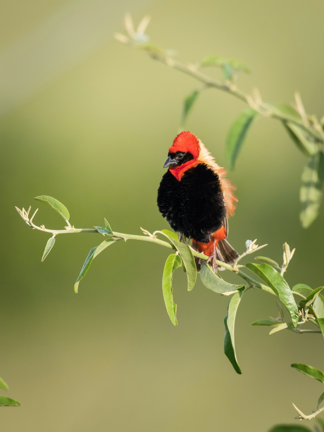 přádelník červený (Euplectes orix) Southern red bishop