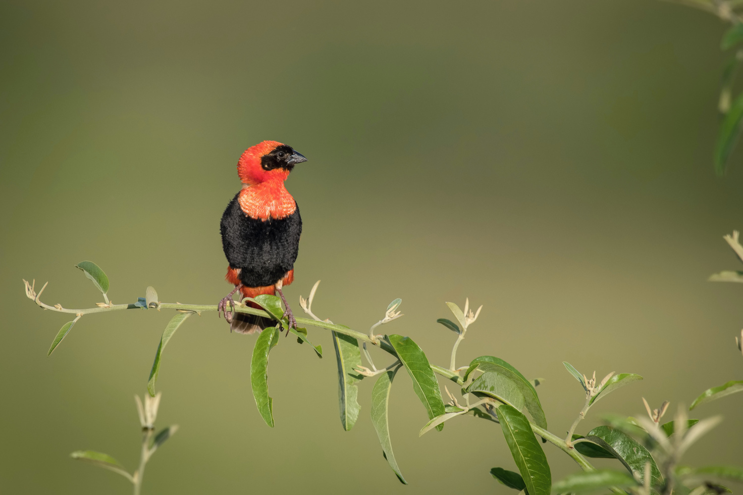 přádelník červený (Euplectes orix) Southern red bishop