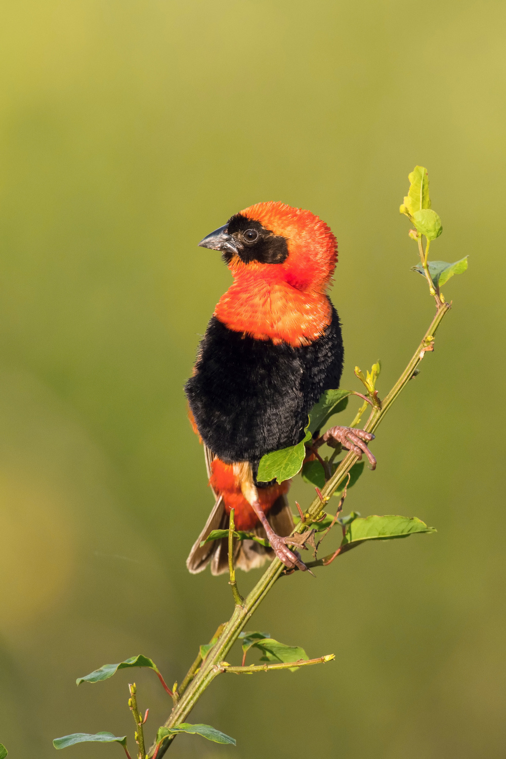 přádelník červený (Euplectes orix) Southern red bishop