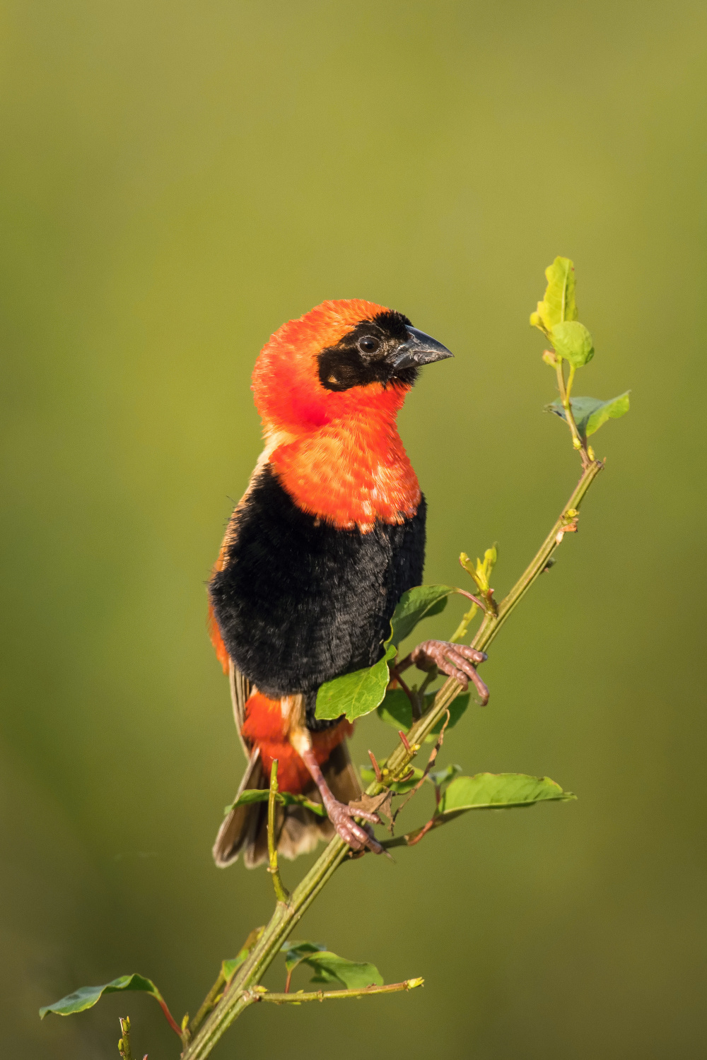 přádelník červený (Euplectes orix) Southern red bishop