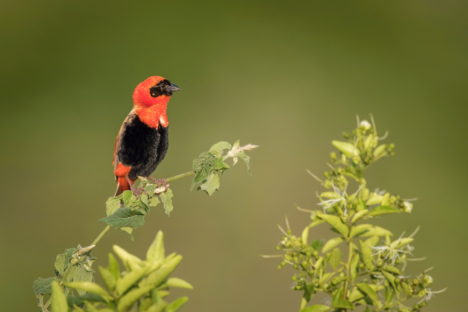 přádelník červený (Euplectes orix) Southern red bishop