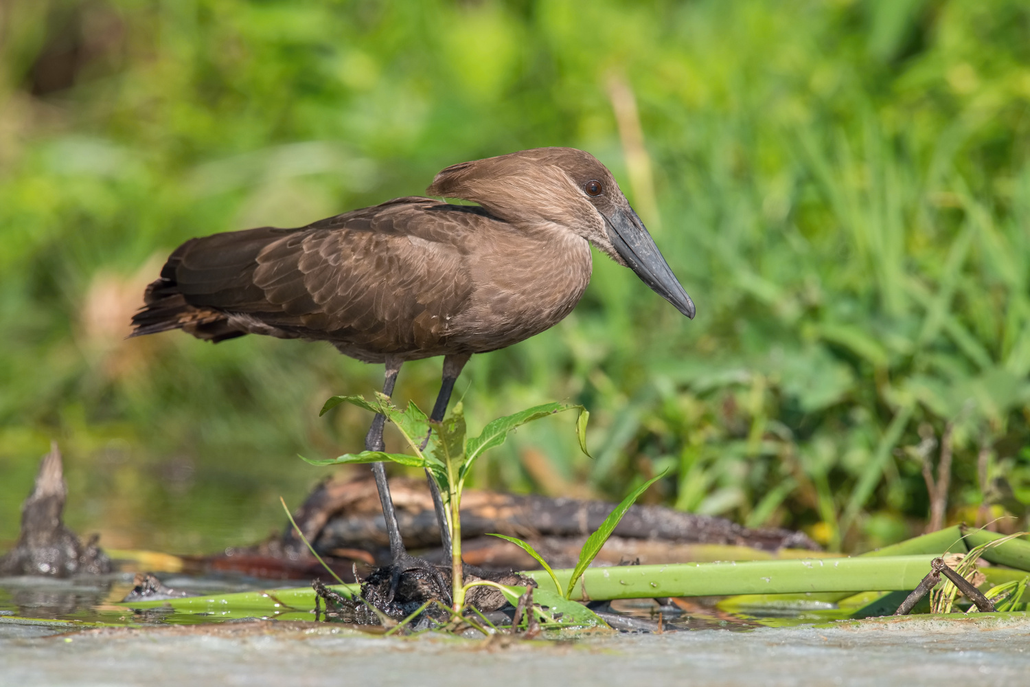 kladivouš africký (Scopus umbretta) Hamerkop