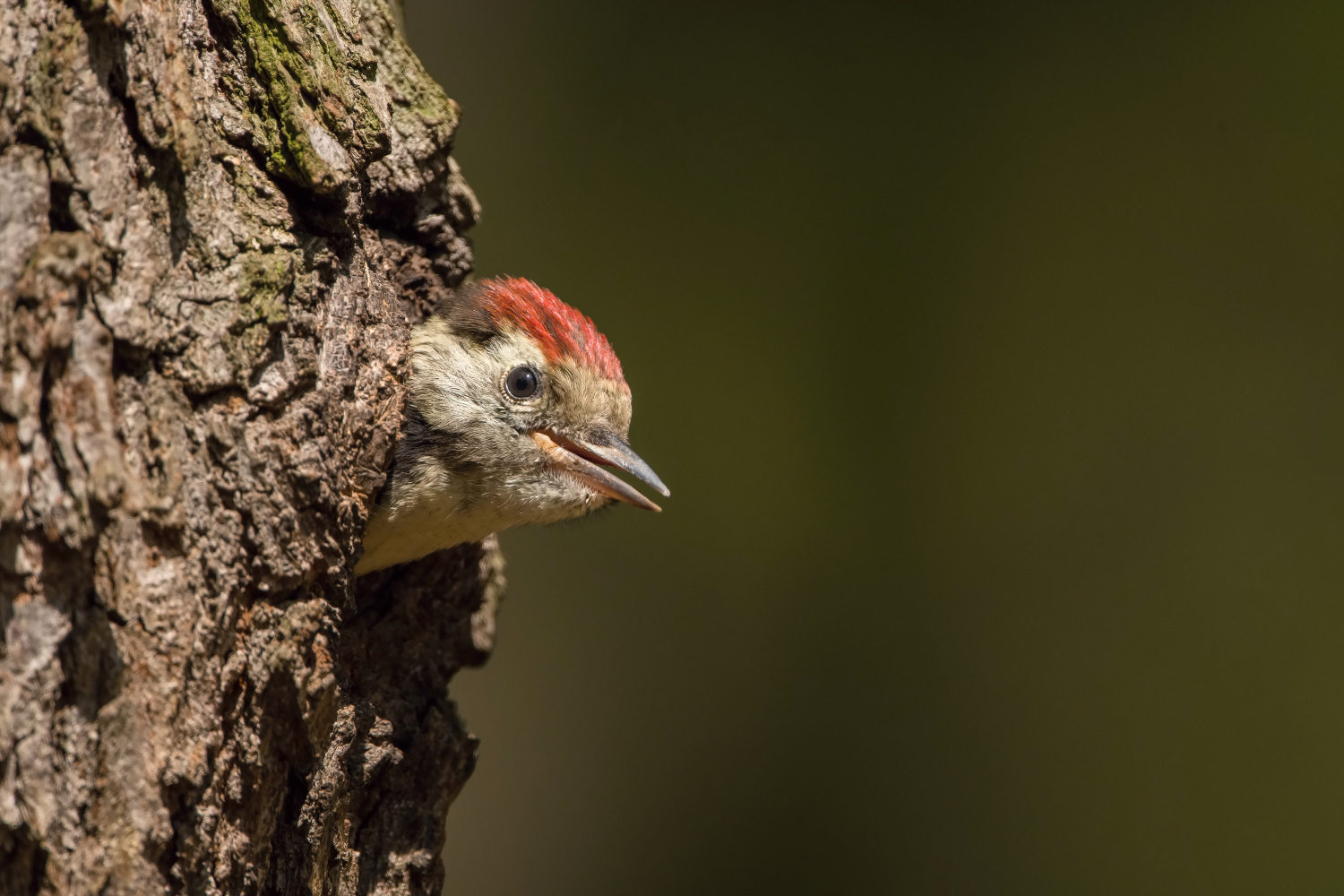 strakapoud prostřední (Dendrocopos medius) Middle spotted woodpecker