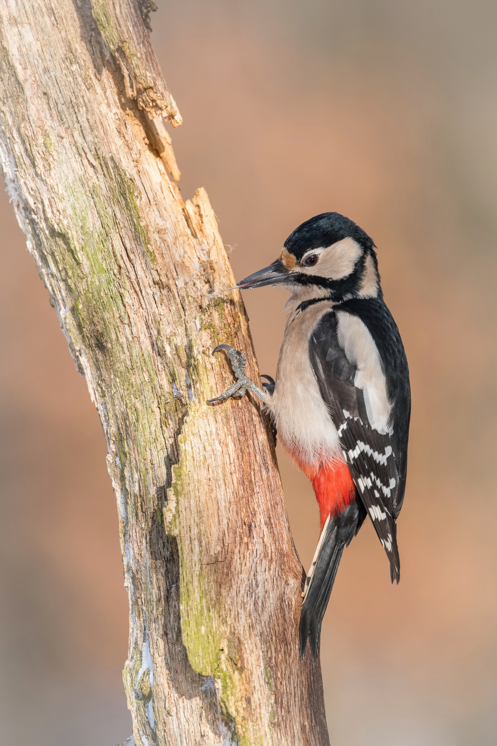 strakapoud velký (Dendrocopos major) Great spotted woodpecker