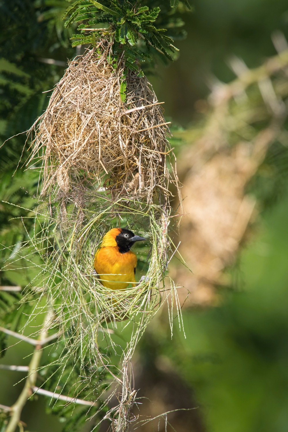 snovač černohlavý (Ploceus melanocephalus) Black-headed weaver