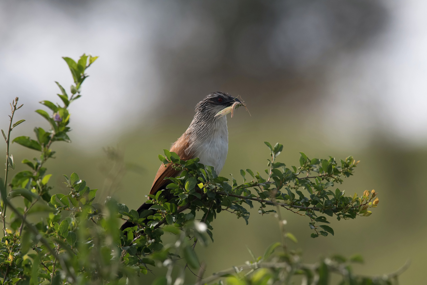 kukačka bělobrvá (Centropus superciliosus) White-browed coucal