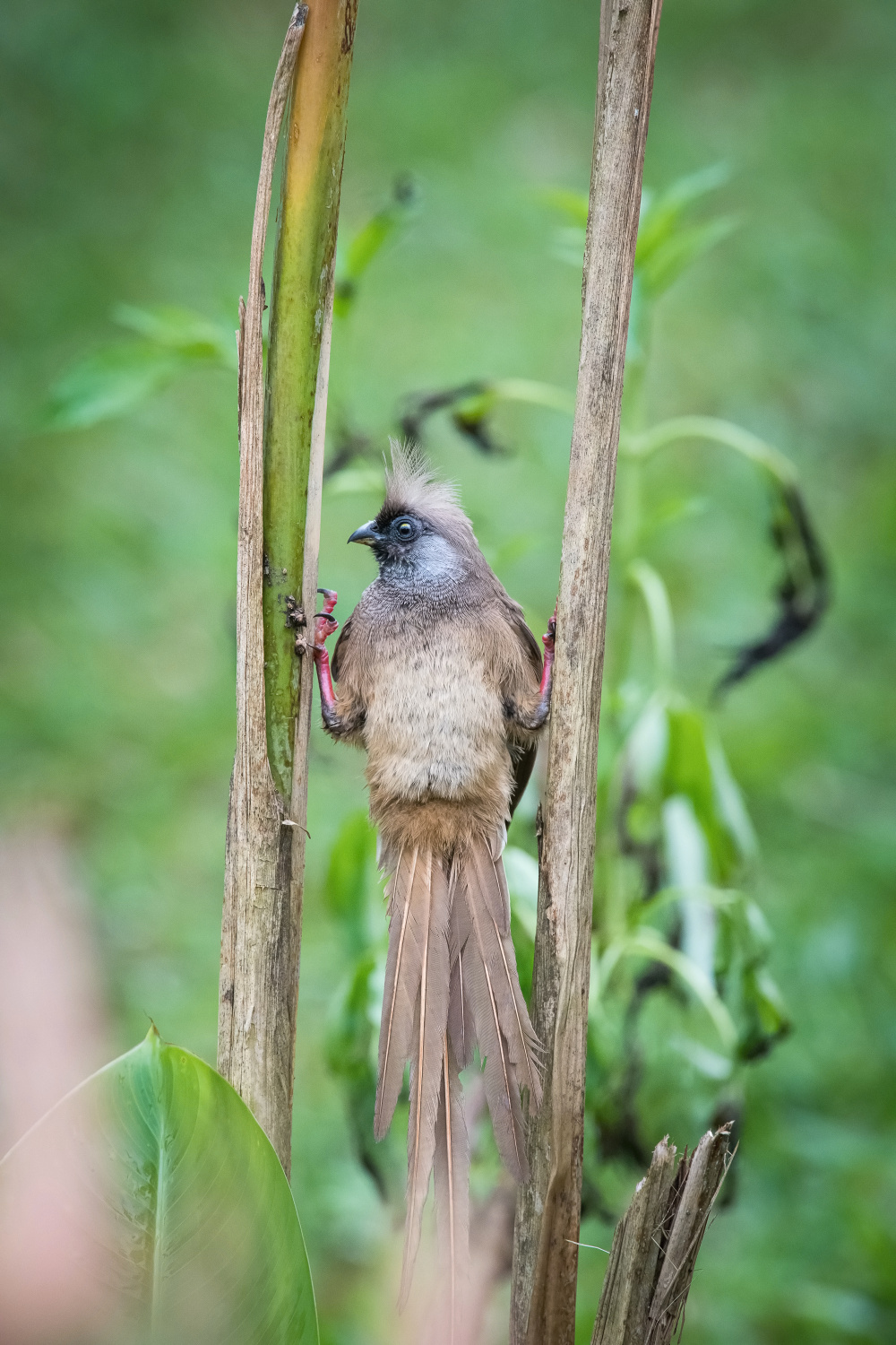 myšák hnědokřídlý (Colius striatus) Speckled mousebird