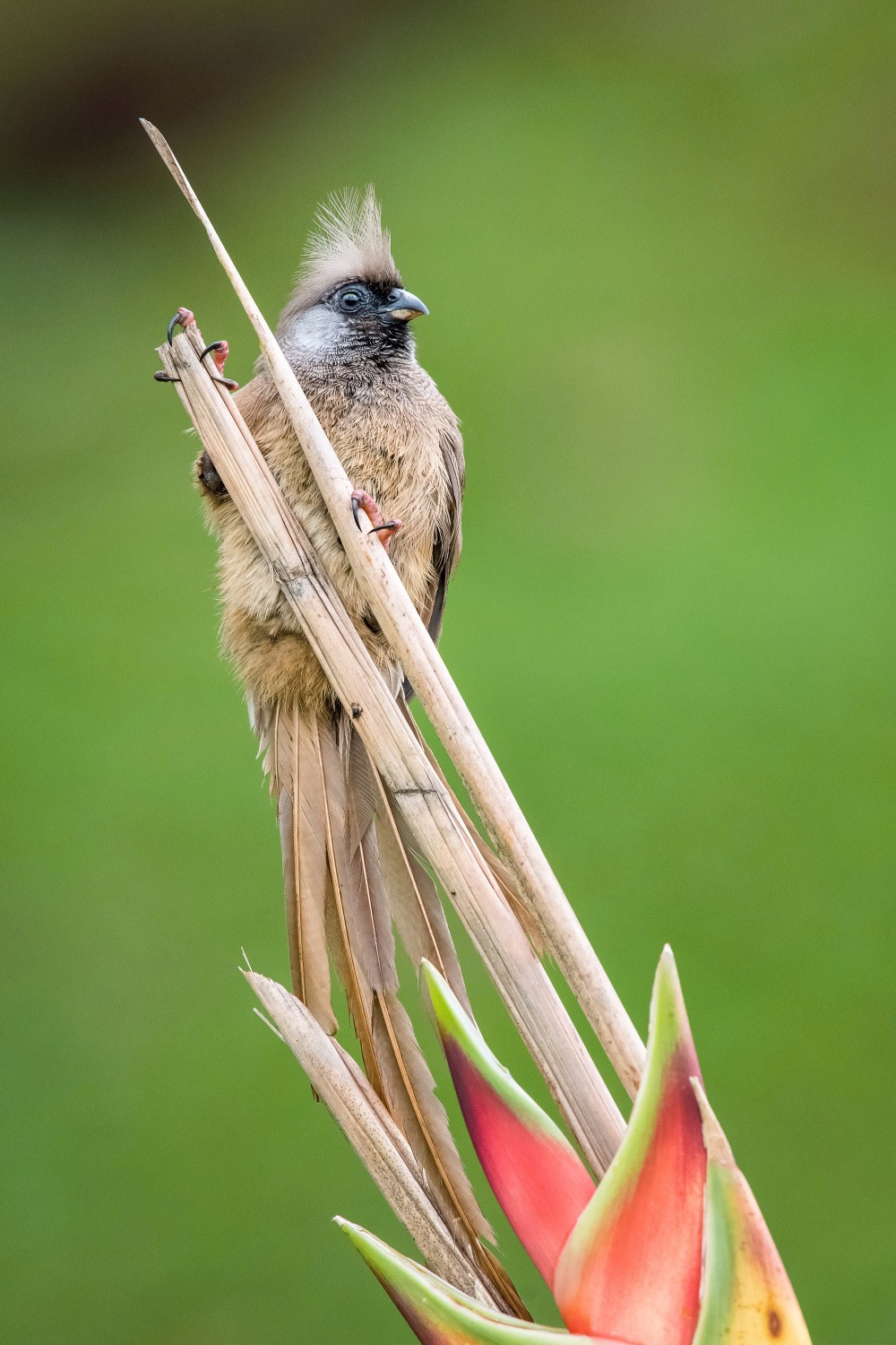 myšák hnědokřídlý (Colius striatus) Speckled mousebird