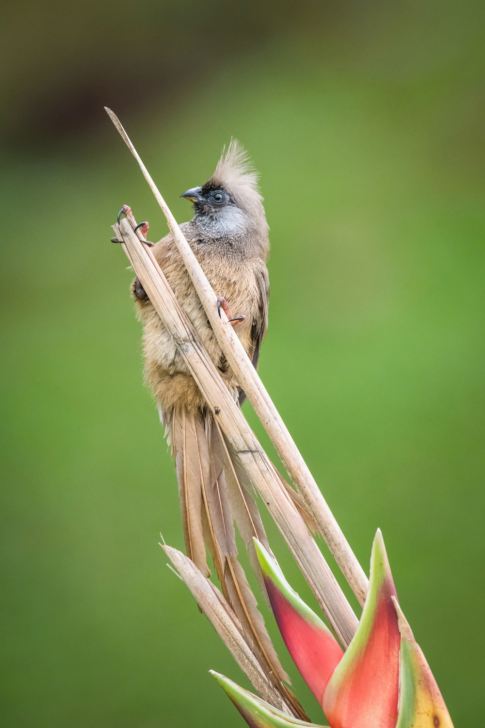 myšák hnědokřídlý (Colius striatus) Speckled mousebird