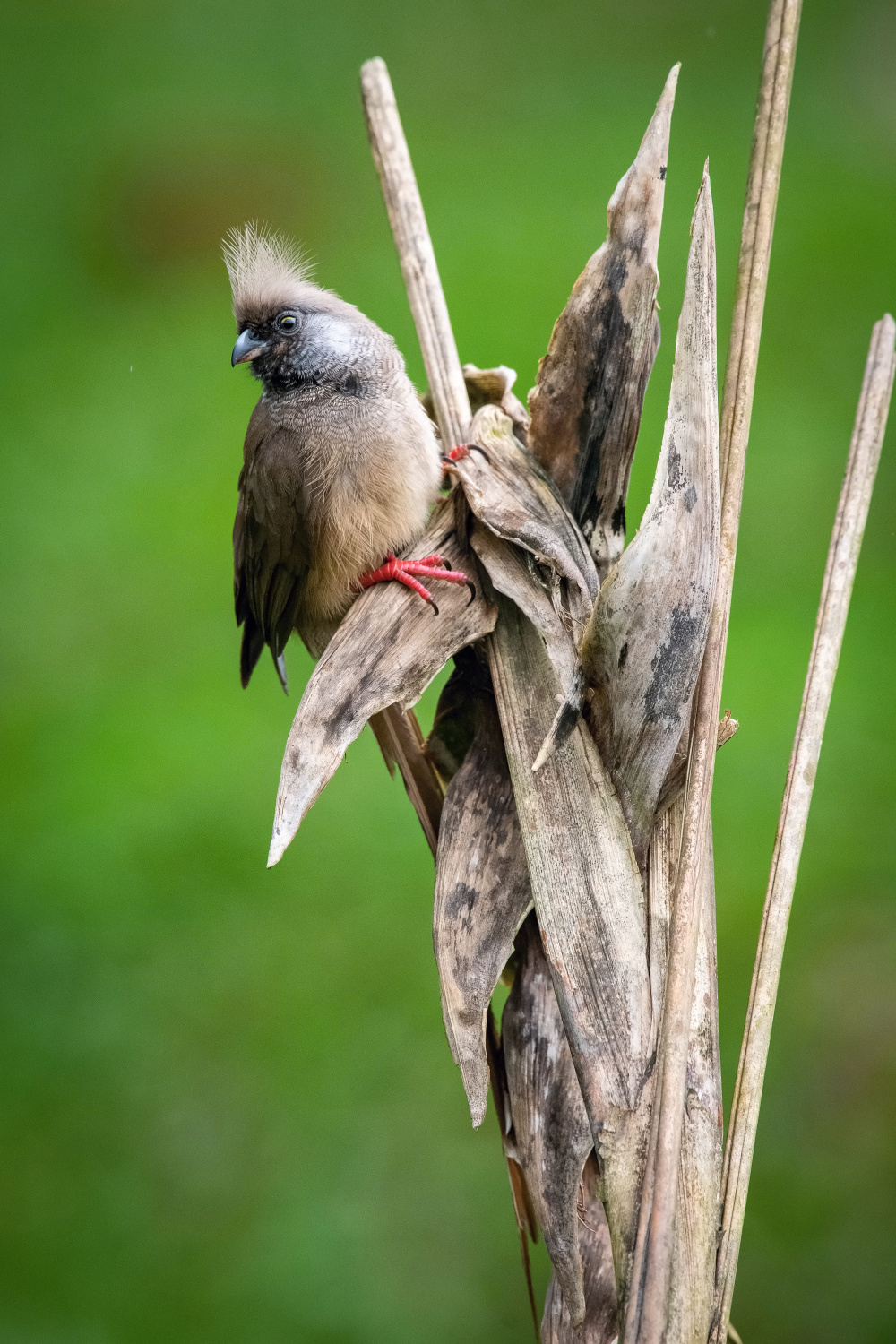 myšák hnědokřídlý (Colius striatus) Speckled mousebird