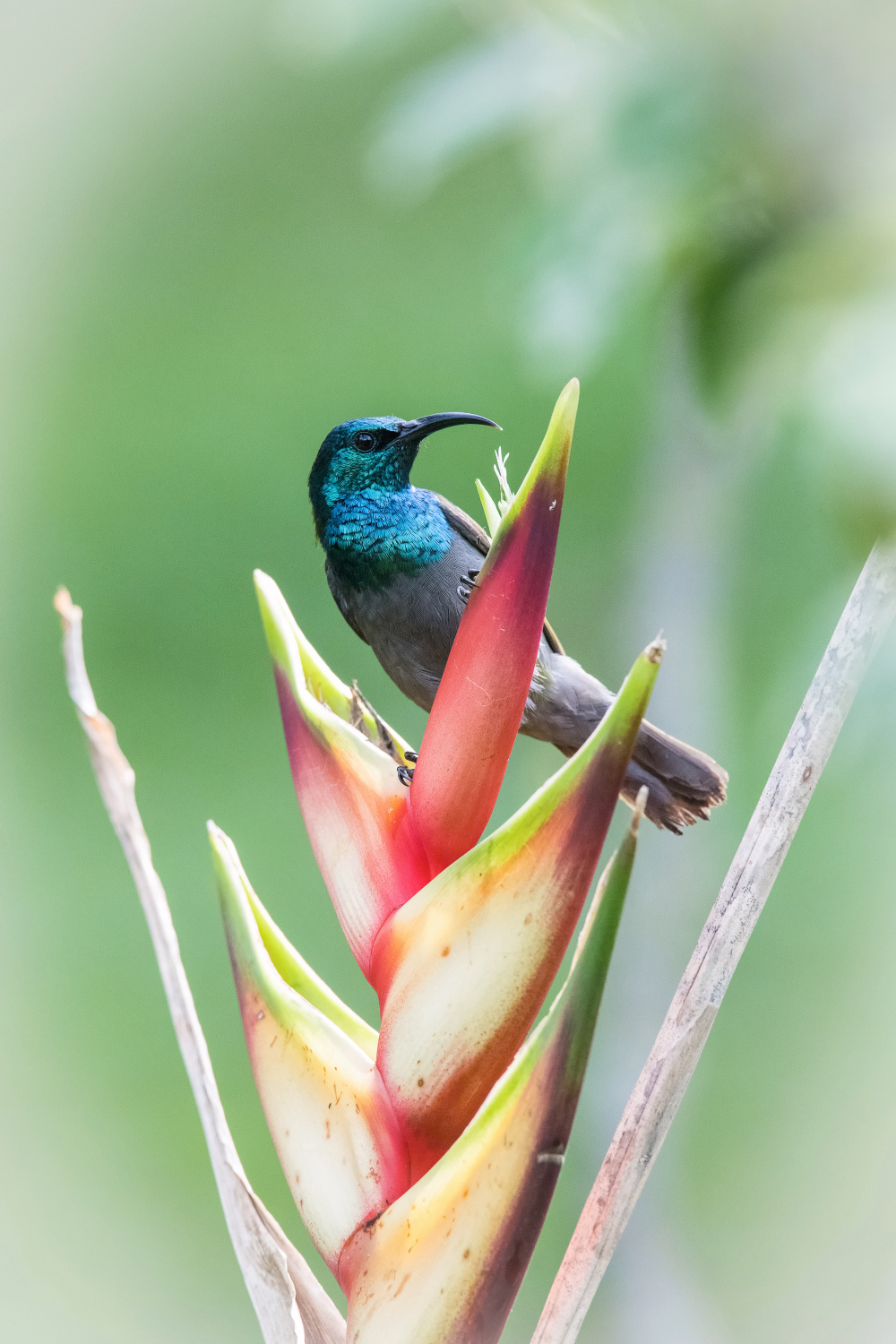 strdimil ruwenzorský (Cyanomitra alinae) Blue-headed sunbird