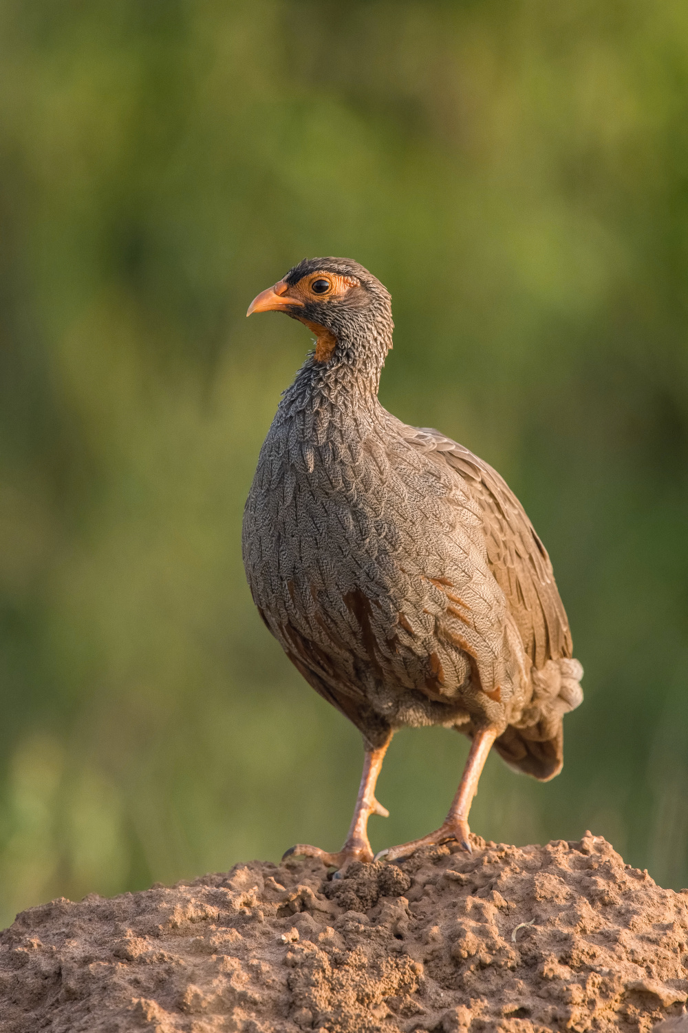 frankolín rudohrdlý (Francolinus afer) Red-necked spurfowl