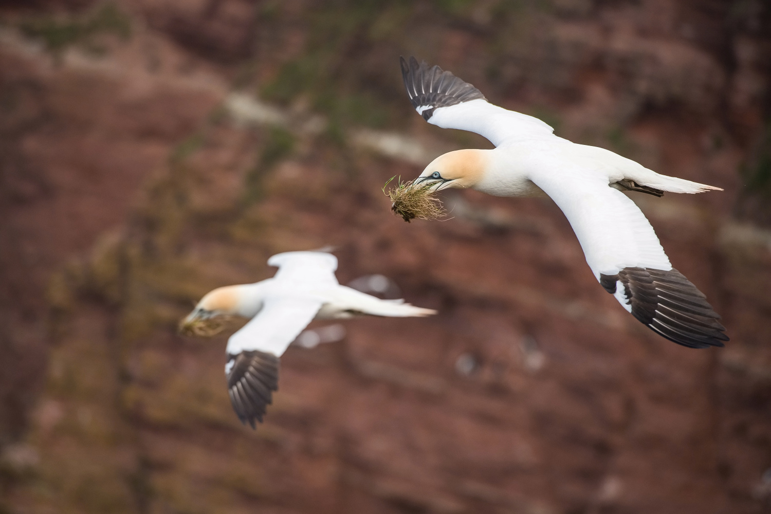 terej bílý (Morus bassanus) Northern gannet