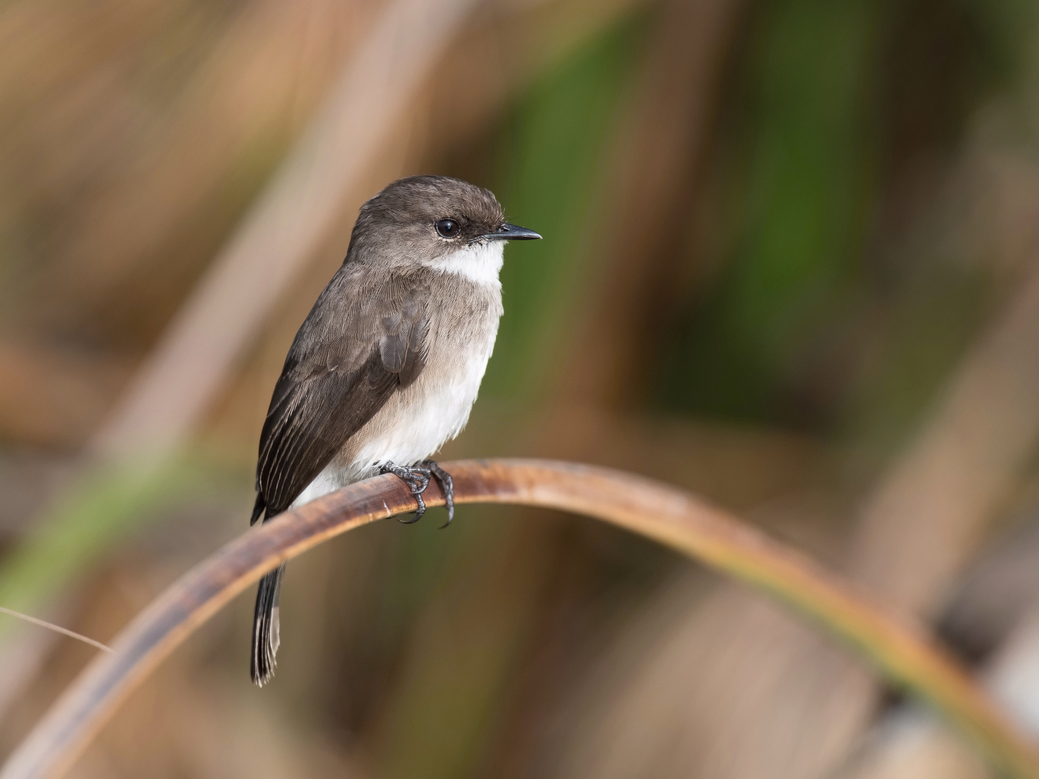 lejsek bažinný (Muscicapa aquatica) Swamp flycatcher