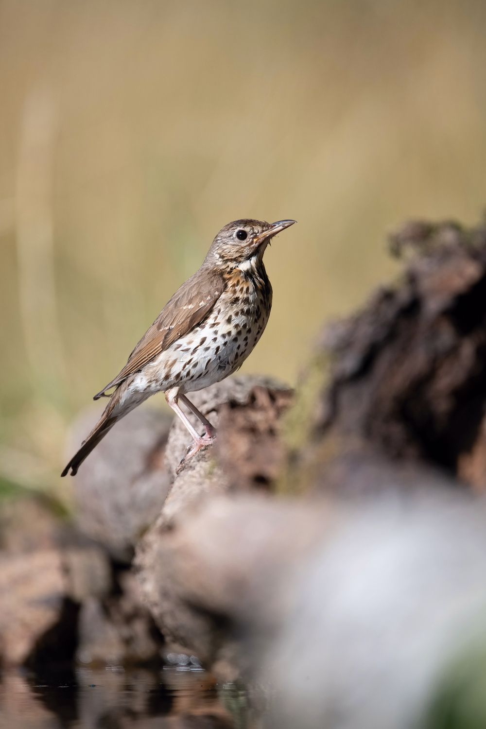 drozd zpěvný (Turdus philomelos) Song thrush