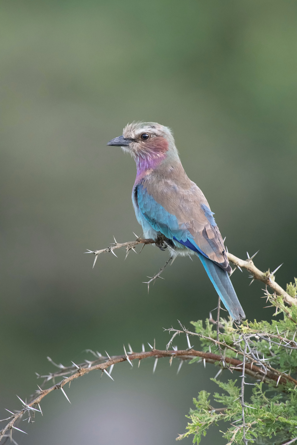 mandelík fialovoprsý (coracias caudata) Lilac-breasted roller