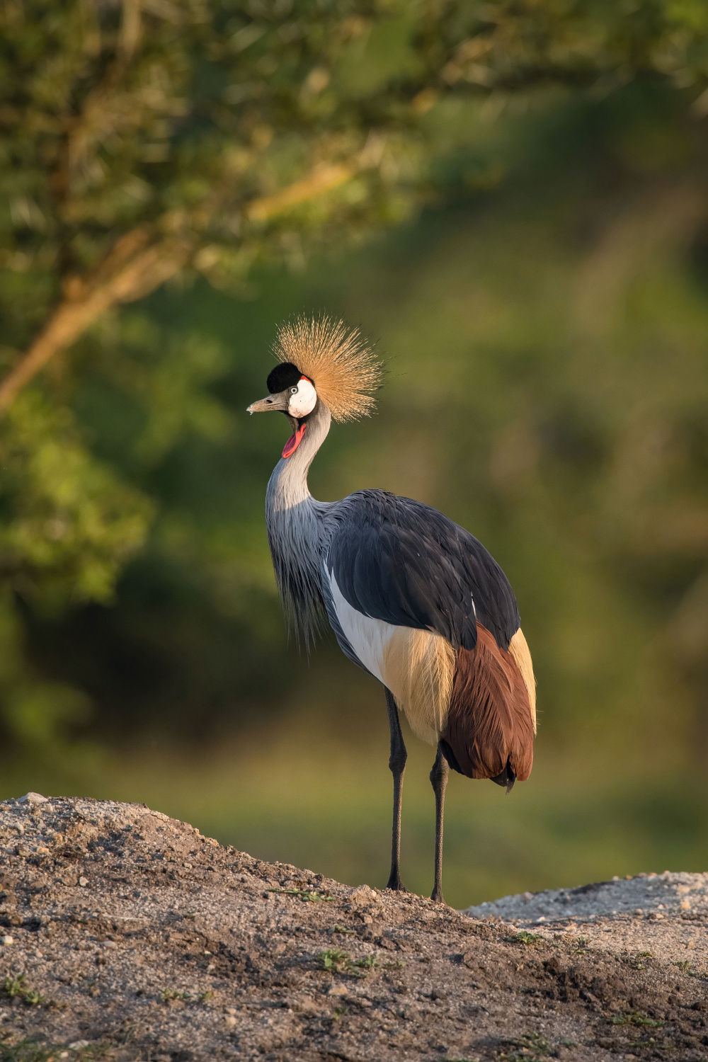 jeřáb královský (Balearica regulorum) Grey crowned crane