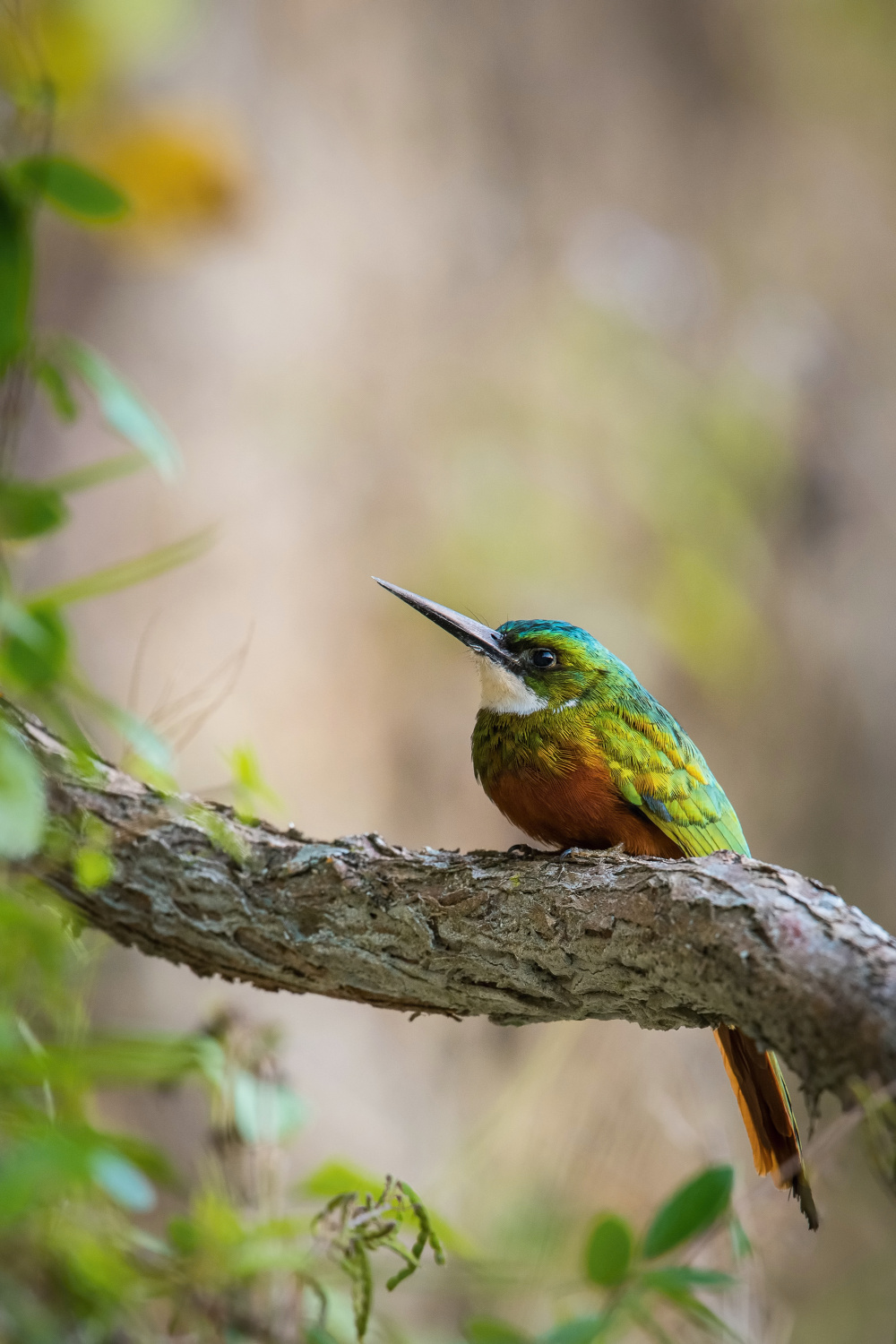 leskovec neotropický (Galbula ruficauda) Rufous-tailed jacamar