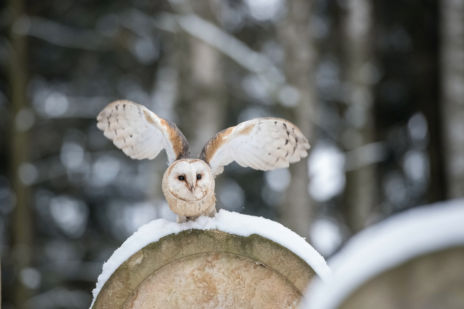 sova pálená (Tyto alba) Western barn owl