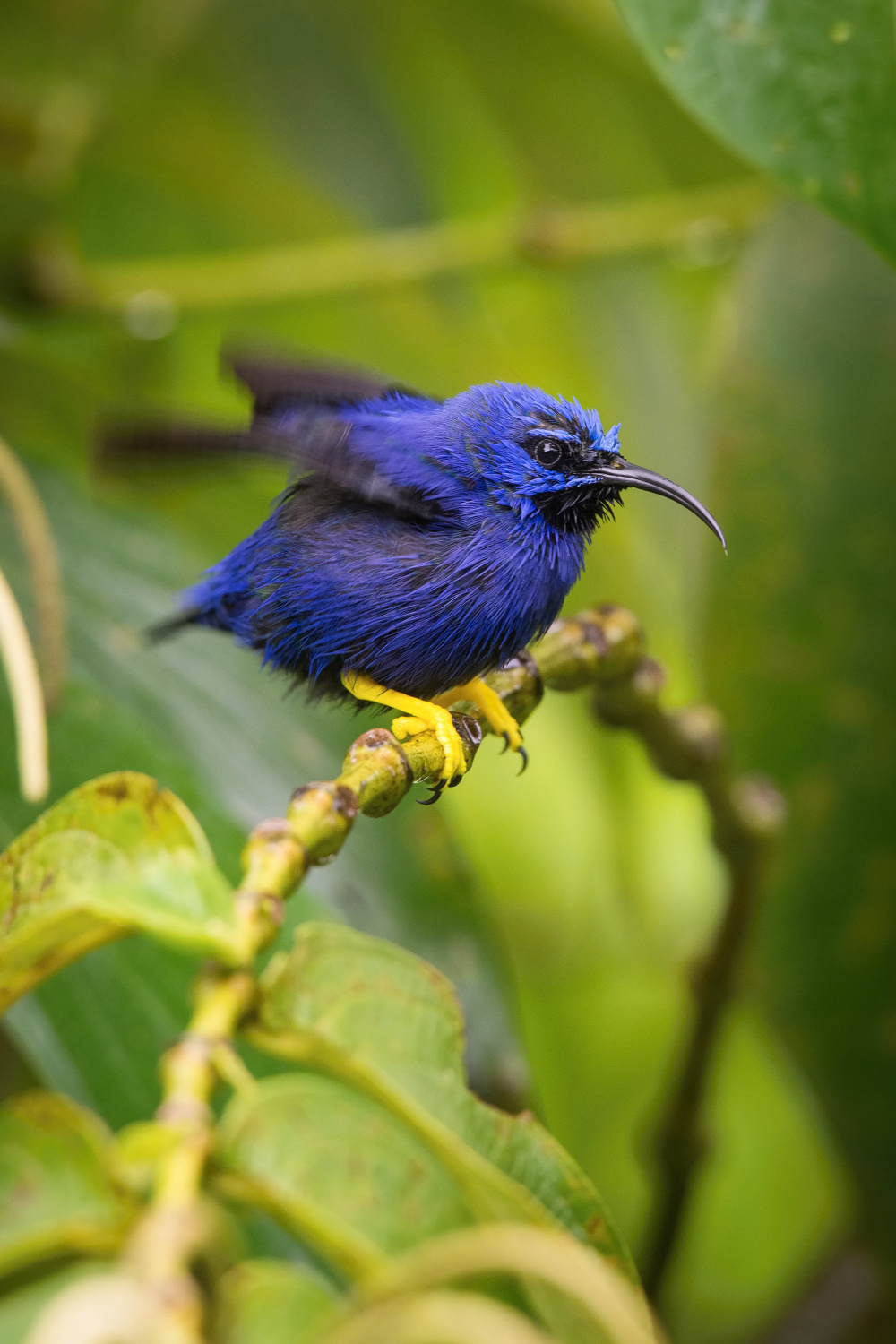 květomil purpurový (Cyanerpes caeruleus) Purple honeycreeper