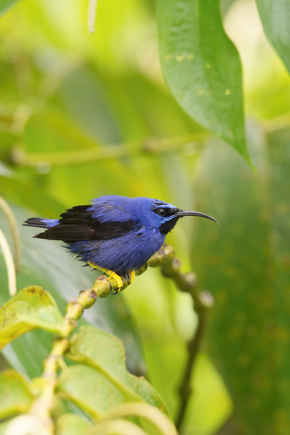 květomil purpurový (Cyanerpes caeruleus) Purple honeycreeper