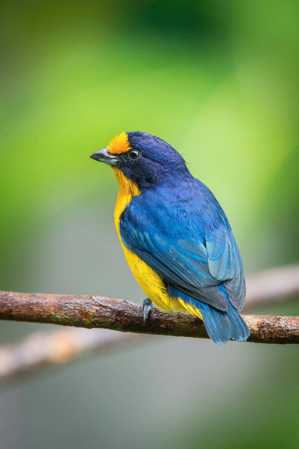 libohlásek fialový (Euphonia violacea) Violaceous euphonia
