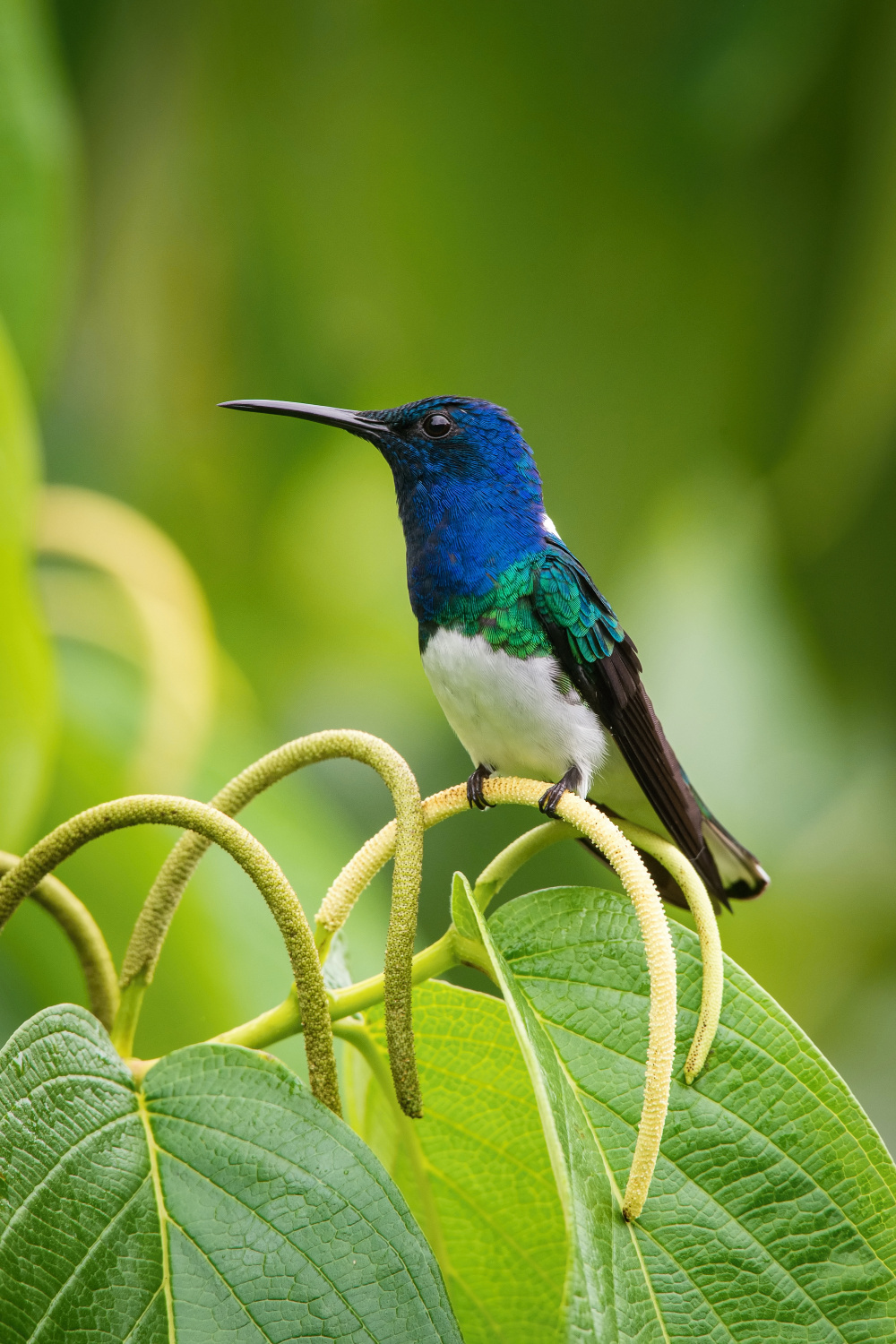 kolibřík bělokrký (Florisuga mellivora) White-necked jacobin