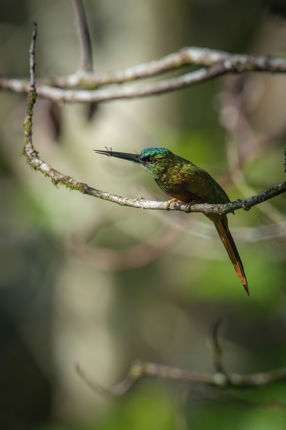 leskovec neotropický (Galbula ruficauda) Rufous-tailed jacamar